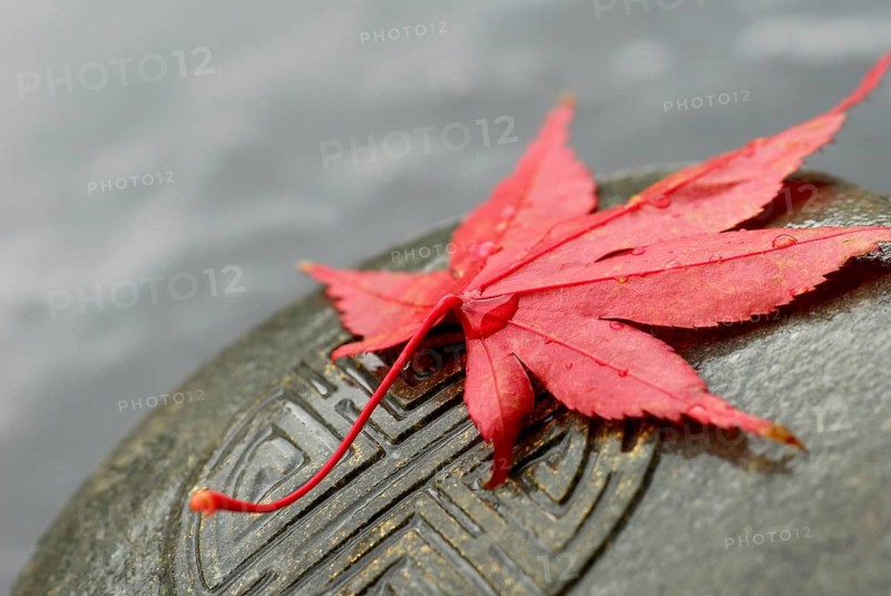 Japanese Maple leaf and Japanese emblem in stone, esotericism, symbol Japanese maple, leaf, and Japanese stone sign, sign in stone, esotericism, symbol