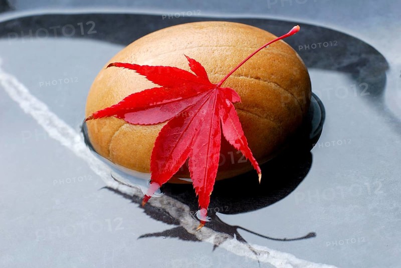 Downy Japanese Maple (Acer japonicum) , leaf on stone in water