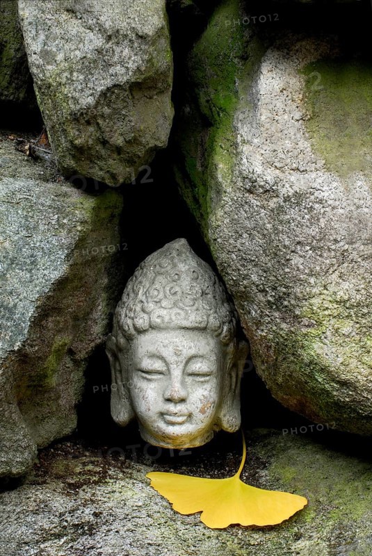 Buddha head between stones, ginkgo leaf