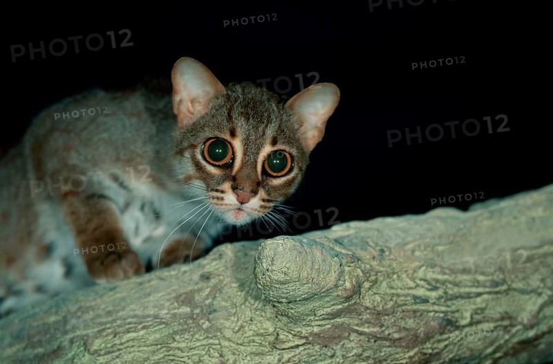 Rusty-spotted Cat (Prionailurus rubiginosus) (Felis rubiginosus)