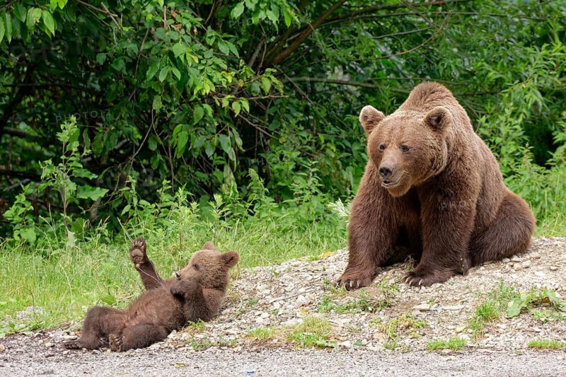 Brown bears at the Transfagara, the Transfogaras High Road in the Fagaras Mountains, also Fogaras Mountains, in the mountain group of the Southern Carpathians. Female bear with a playing young. Arges, Romania, South-Eastern Europe, Europe