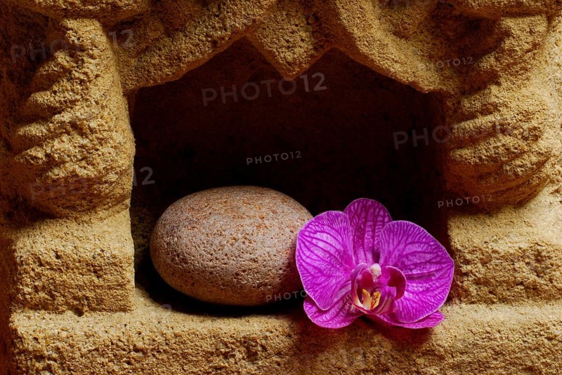 Stone and orchid flower, orchid