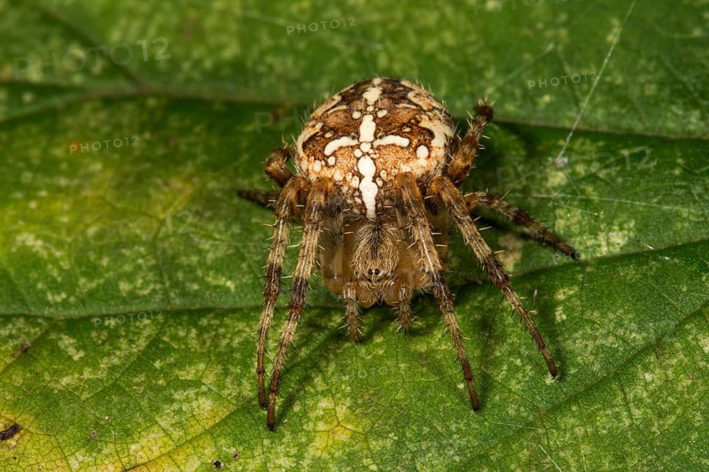 European garden spider (Araneus diadematus) female on a leaf, Baden-Württemberg, Germany, Europe