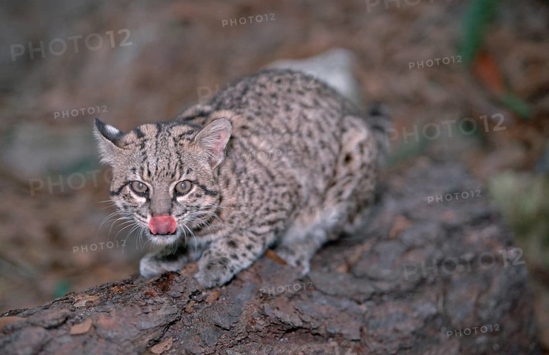 Geoffroy's Cat (Felis geoffroyi)