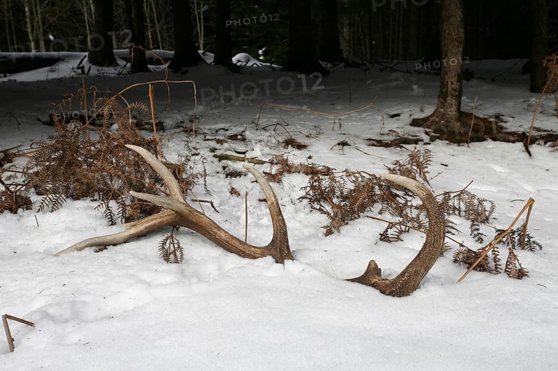 Red deer (Cervus elaphus) shed antlers in the snow, Allgäu, Bavaria, Germany, Europe
