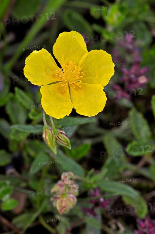 Common rockrose, common rock rose, common rock-rose (Helianthemum nummularium) (Helianthemum chamaecistus) in flower