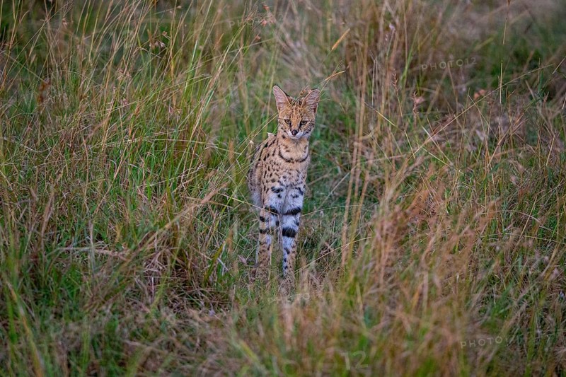 Serval (Leptailurus serval) Masai Mara Kenya