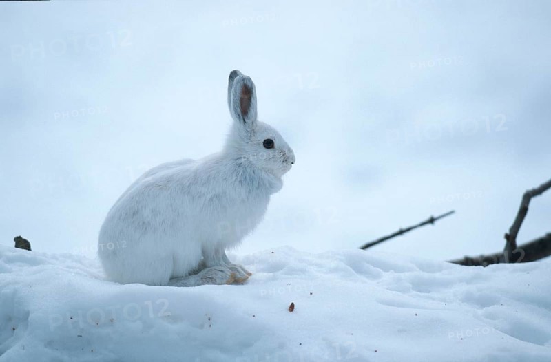 Snowshoe Hare (Lepus americanus), Montana, USA, side, North America