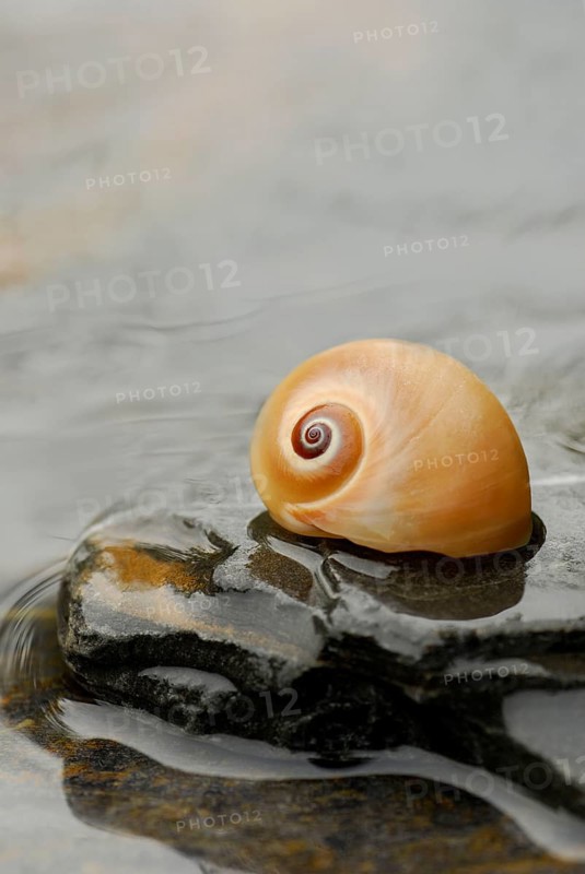 Snail shell on stone