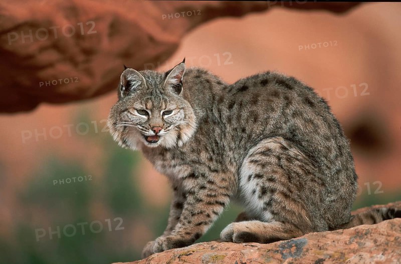 Bobcat (Lynx rufus), side