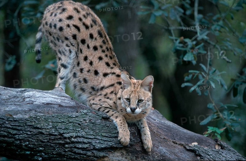 Serval (Felis serval) South_Africa, South Africa, Africa