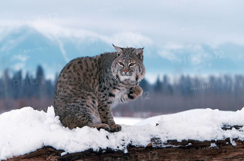 Bobcat (Lynx rufus)