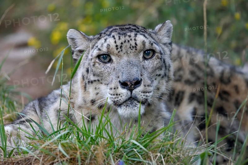 Snow leopard (Panthera uncia), animal portrait, captive, near Ananjevo, Kyrgyzstan, Asia