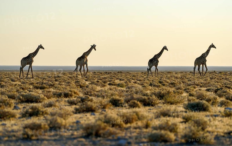Angolan Giraffes (Giraffa camelopardalis angolensis) running one after another in the steppe, Etosha National Park, Namibia, Africa