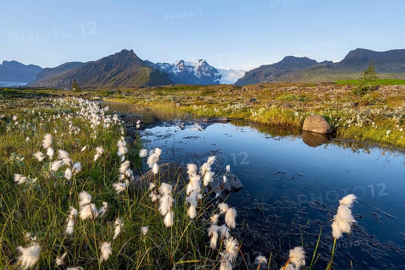 Reflection in a river with cotton grass, view of glacier tongues and mountains, glacier tongue Svínasfellsjökull, in the back glaciated mountain peak Hrútfjallstindar and mountain Kristínartindar, Vatnajökull National Park, Austurland, Iceland, Europe