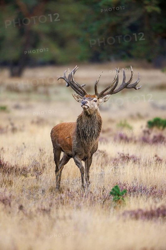 Red deer (Cervus elaphus) in the Hoge Veluwe National Park, Netherlands