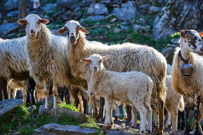 A flock of sheep including a lamb is standing on a rocky ground, a lamb is in the centre, Palea Roumata, Lefka Ori, White Mountains, mountain massif, west, Crete, Greece, Europe