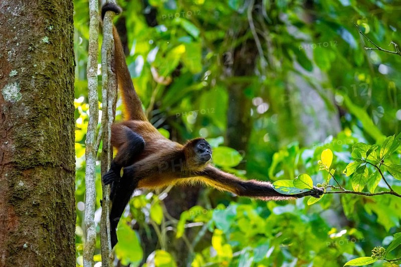 Geoffroy's spider monkey (Ateles geoffroyi) climbing a tree in the jungle, Tortuguero National Park, Costa Rica, Central America