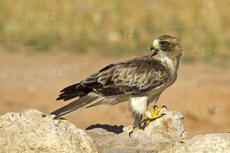 Booted Eagle (Hieraaetus pennatus), at the waterhole Kalahari South Africa