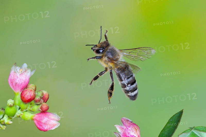 European honey bee (Apis mellifera) bee in flight, between the flowers of the common snowberry (Symphoricarpos albus), highspeed nature photo, flight photo, wildlife, insects, Siegerland, North Rhine-Westphalia, Germany, Europe