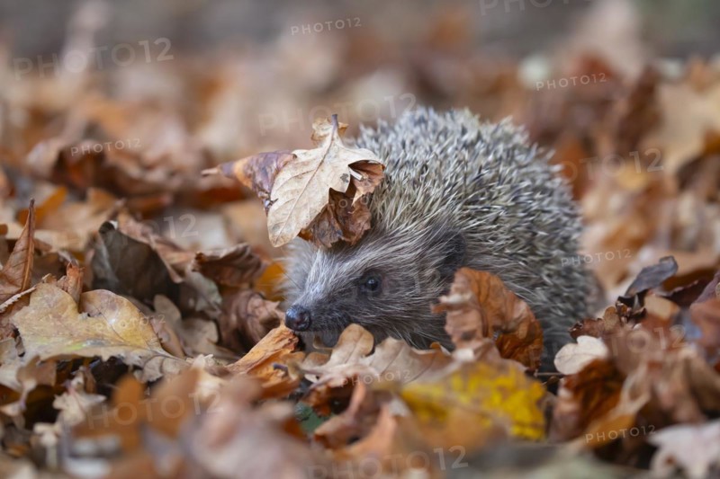 European hedgehog (Erinaceus europaeus) adult animal amongst fallen autumn leaves, England, United Kingdom, Europe