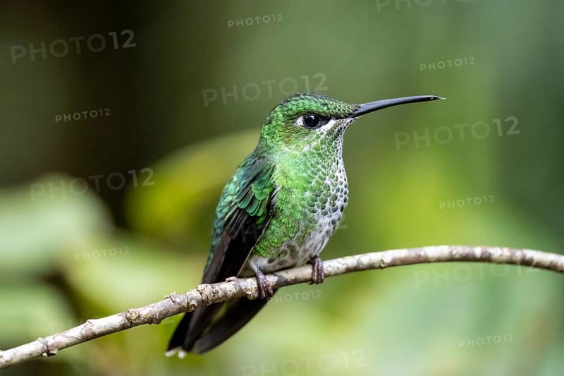Green-crowned brilliant (Heliodoxa jacula), adult female sitting on a branch, Monteverde Cloud Forest, Monte Verde, Costa Rica, Central America