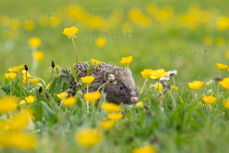 European hedgehog (Erinaceus europaeus) adult animal in a spring time meadow with flowering Buttercup flowers, Suffolk, England, United Kingdom, Europe