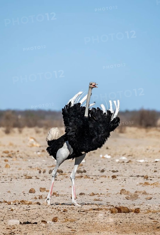 African ostrich (Struthio camelus), adult male, raising his feathers and calling, threatening gesture, Nebrowni Waterhole, Etosha National Park, Namibia, Africa