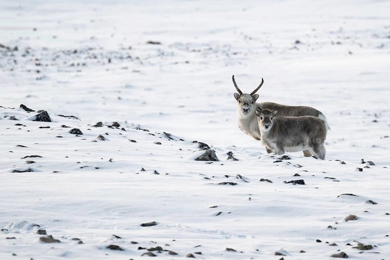 Spitsbergen reindeer with calf in a wintery snowy landscape, Snaddvika Bay, Murchisonfjord, Svalbard and Jan Mayen archipelago, Norway, Europe