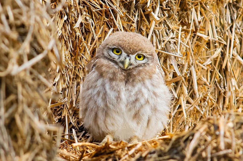 Little owl (Athene noctua) young bird sitting on a bale of straw, endangered bird species in Central Europe, view into the camera, wildlife, owl, HANSAG, Lake Neusiedl, Burgenland, Austria, Europe