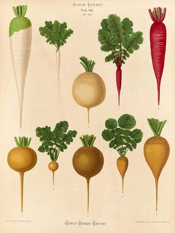 Vegetable, radish, after Ernst Samuel Benary (10 November 1819, 19 February 1893), Hessian horticulturalist, Historical, digitally restored reproduction from a 19th century original, Record date not stated