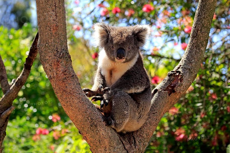 Koala (Phascolarctos cinereus), adult on tree, Kangaroo Island, South Australia, Australia, Oceania