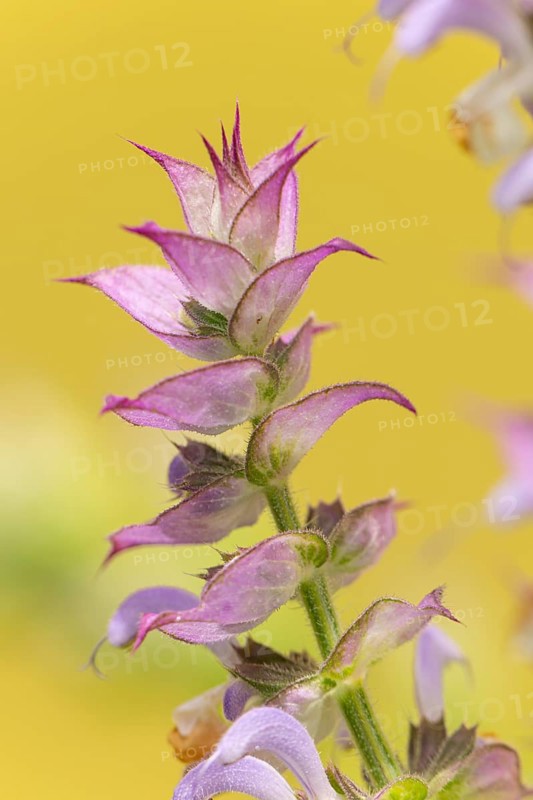 Close-up of a clary (Salvia sclarea) flower with fine details of the petals against a yellow background, Ternitz, Lower Austria, Austria, Europe