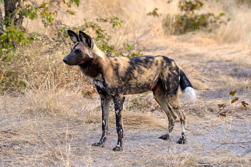 African wild dog (Lycaon pictus), Gomoti Plains, Okavango Delta, Botswana, Africa