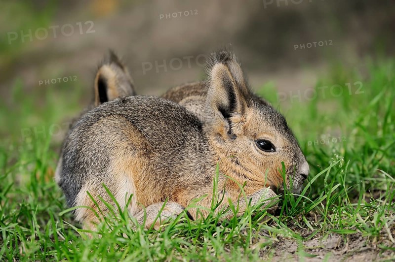 Patagonian mara (Dolichotis patagonum) or greater mara, juvenile, captive, occurrence in Argentina