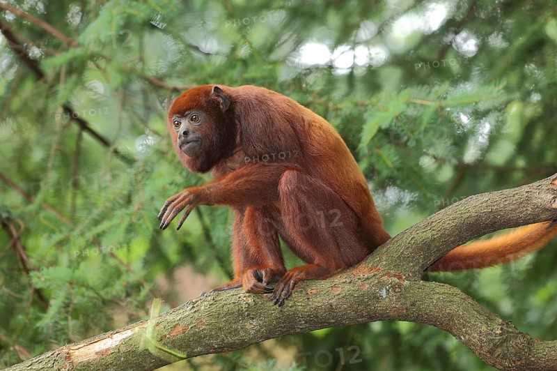 Venezuelan red howler (Alouatta seniculus), adult, captive