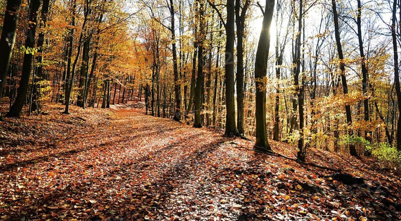 Autumn atmosphere, forest, Iserlohn, Germany, Europe