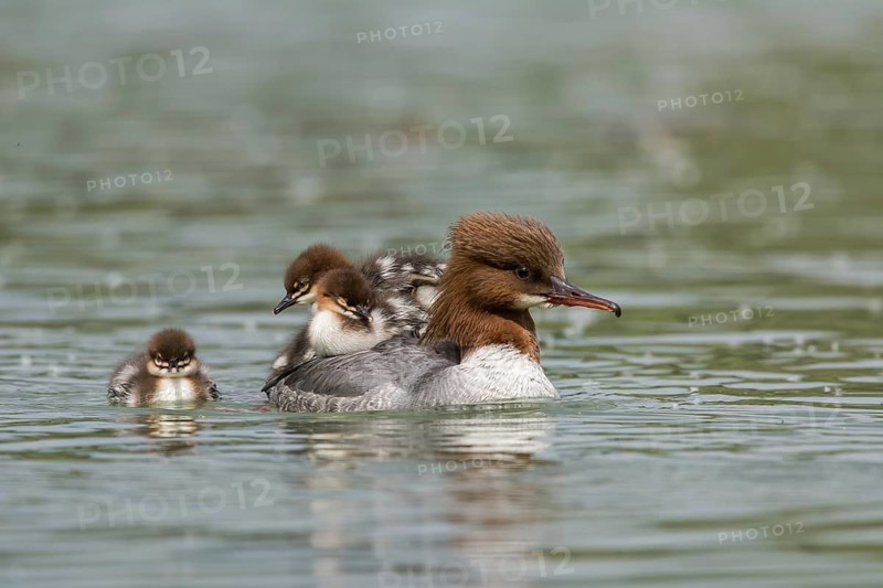 Common merganser (Mergus merganser), female carrying chicks on her back, Upper Austria, Austria, Europe