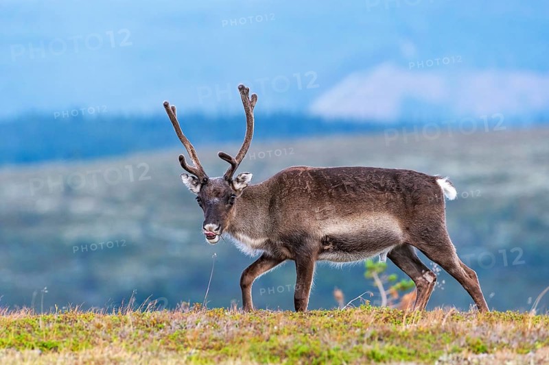 Reindeer (Rangifer tarandus), direct view, Lapland, Sweden, Europe