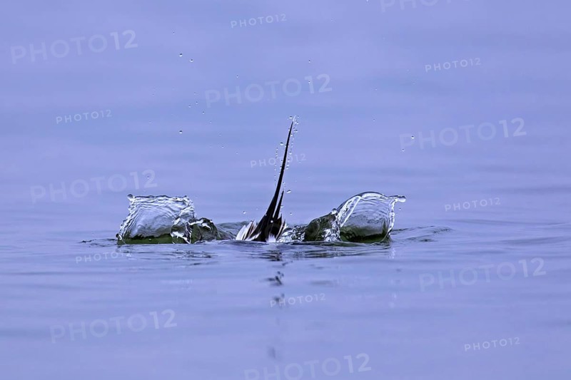 Long-tailed duck (Clangula hyemalis) male at sea diving underwater in winter