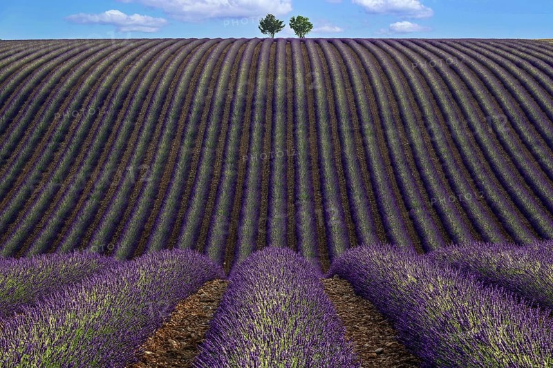 Two trees in an undulating lavender field, flowering true lavender (Lavandula angustifolia), D56, between Valensole and Puimoisson, Plateau de Valensole, Provence, Provence-Alpes-Cote d Azur, South of France, France, Europe