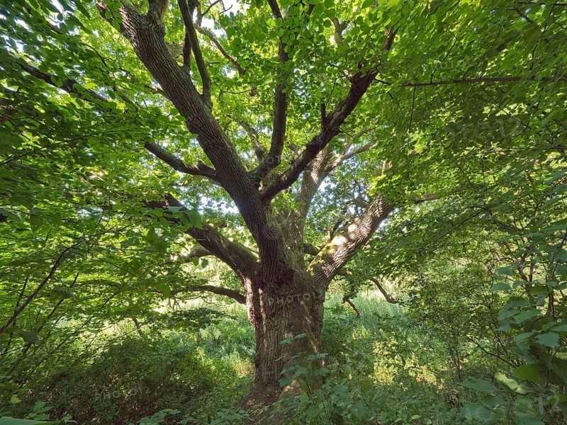 The 300-year-old Klopstock Oak, a tree with a crown diameter of 24m, close to Lake Schaalsee is a natural monument in the Schaalsee UNESCO Biosphere Reserve, Klopstockweg, Lassahn, Mecklenburg-Western Pomerania, Germany, Europe