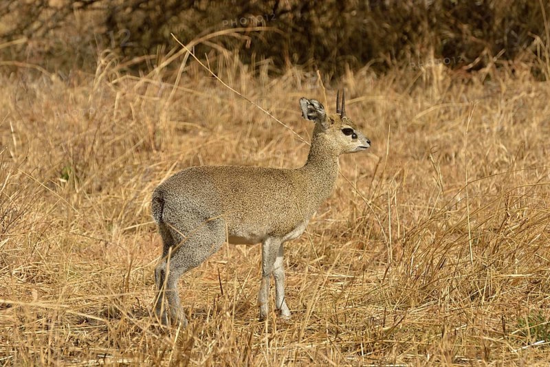 Kirk's Dik-dik (Madoqua kirkii), Serengeti National Park, Serengeti, Tanzania, Africa