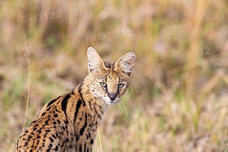 Serval (Leptailurus serval) Masai Mara Kenya