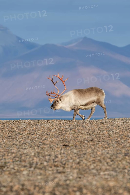Svalbard Reindeer (Rangifer tarandus platyrhynchus), male, bull with blood-red antlers, tundra in autumn, Kapp Wijk, Svalbard, Norway, Europe