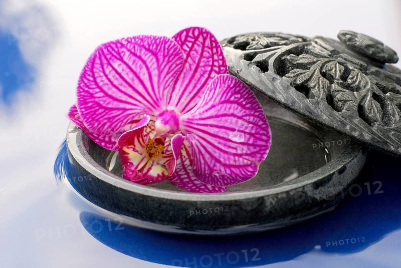 Orchid flower in bowl (Phalaenopsis)