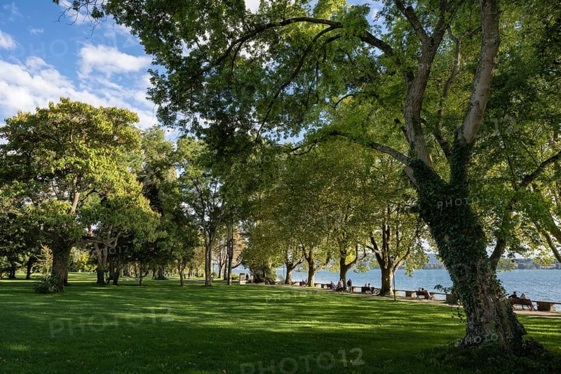 The Mettnau Park with the Istres Promenade on the shore of Lake Constance, Mettnau Peninsula, Radolfzell, Constance County, Baden-Württemberg, Germany, Europe