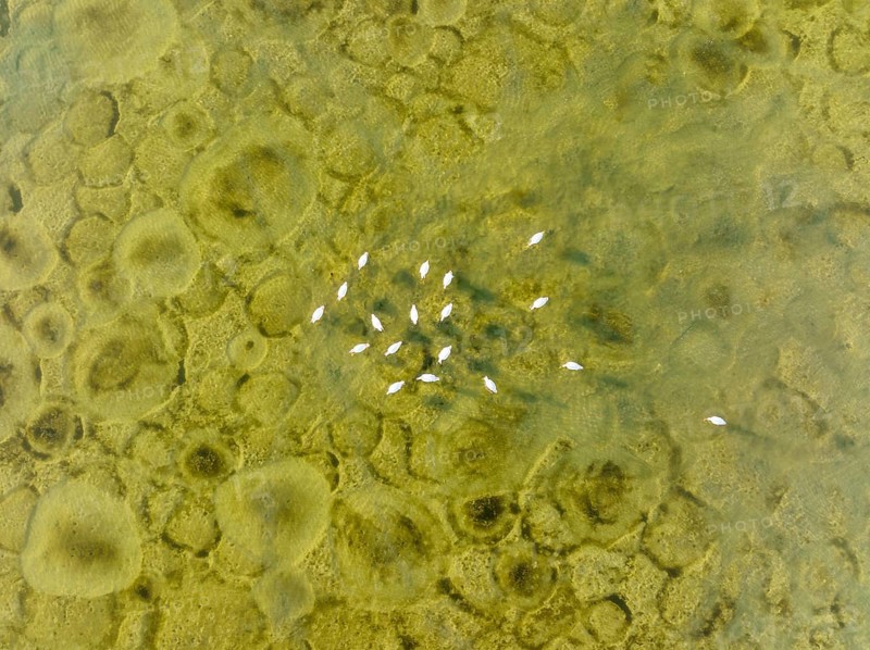 Greater Flamingo (Phoenicopterus roseus), resting at the shallow lagoon Salinas de Cerrillos with its conspicuous patterns at the bottom, aerial view, drone shot, Almería province, Andalusia, Spain, Europe