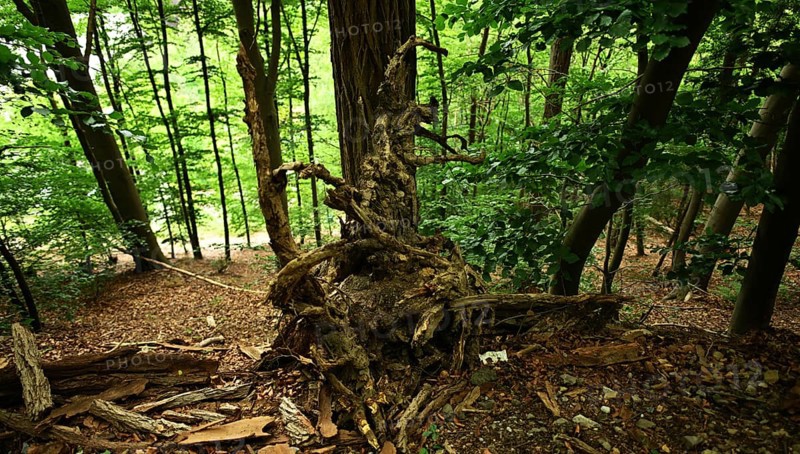 Forest damage in the Sauerland region has caused about 40 % of the spruce stand, especially in monocultures. The picture shows forest damage in May 2020, Germany, Europe