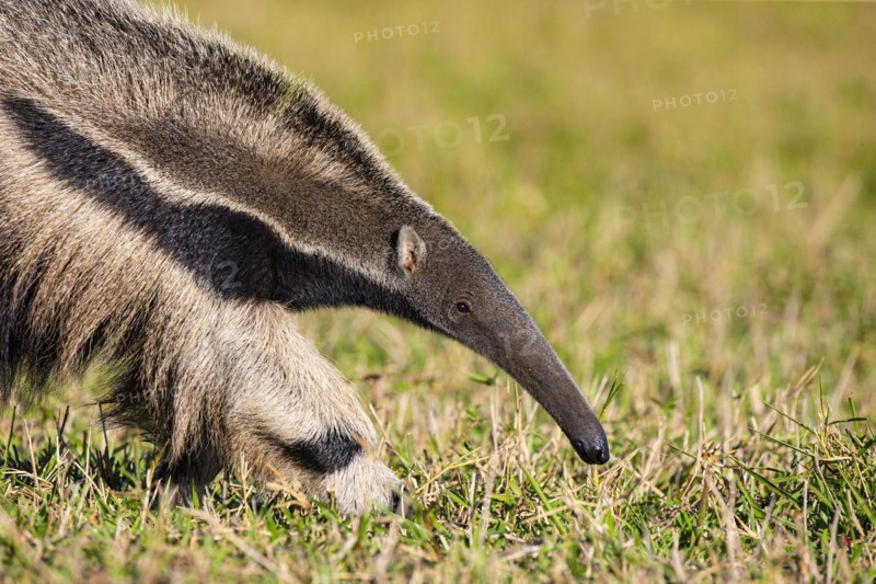 Giant anteater (Myrmecophaga tridactyla) Pantanal Brazil